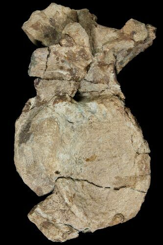 Partially Prepared Triceratops Dorsal Vertebra - North Dakota #120156